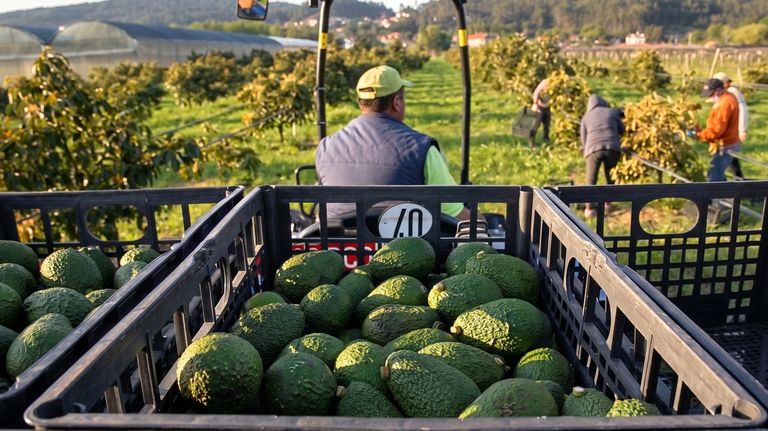 El aguacate, nuevo oro verde de O Baixo Miño