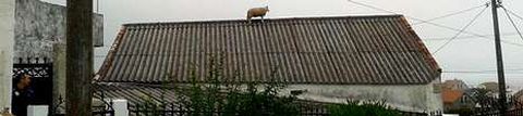 La oveja, en lo alto del tejado en la parroquia de una casa en la parroquia de Castieiras, en el municipio de Ribeira.