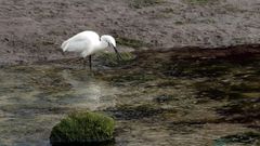 Imagen de archivo de un ave migratoria en una playa del sur de Galicia
