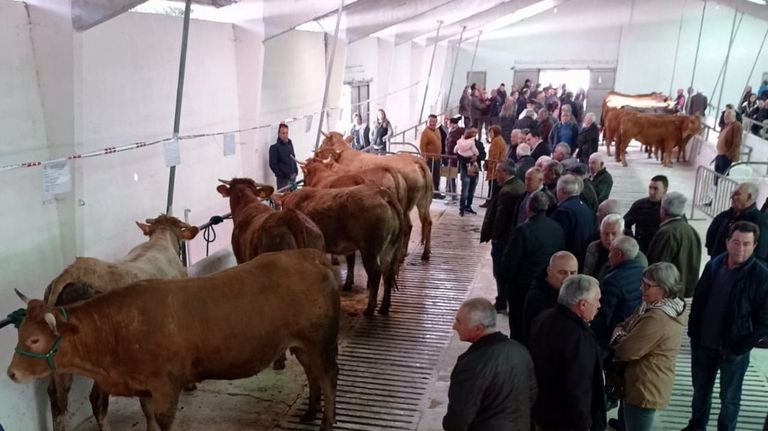 El mercado ganadero de Becerreá tuvo gran animación en la primera subasta del año organizada por Acruga.