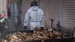 Sacrificio de 130.000 gallinas en una granja de Valladolid por un brote de gripe aviar