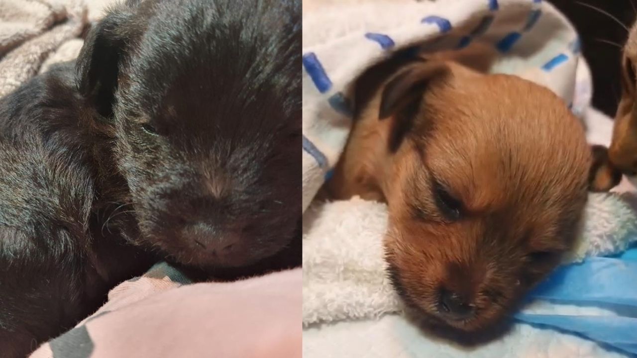 Estado de uno de los cachorros abandonados.Uno de los trenes de prueba en la rada gaditana de la nueva l�nea de Mar�n a Algeciras 