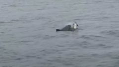 Un arroaz intenta mantener a flote a su cra muerta