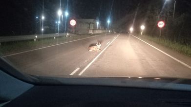 El corzo hallado en Ribadeo