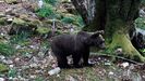 Leccin de vida de un oso hurfano