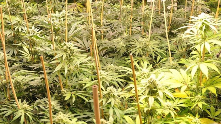 Plantación de marihuana localizada por la Policía Nacional en Gijón