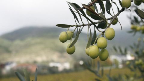 La superficie dedicada al cultivo de la aceituna est en auge en Galicia
