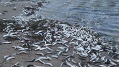 Aparecen cientos de sardinas muertas en la playa urbana de Ares