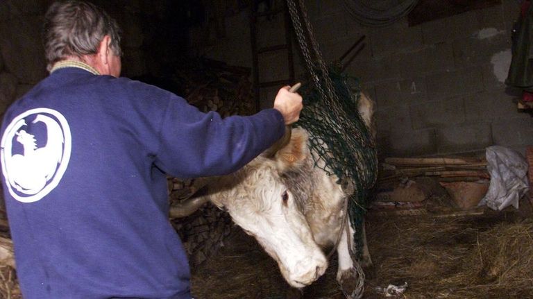 Vacas desnutridas y sujetas con cadenas en O Suído para no caerse muertas