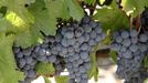 Racimos de la variedad sousón, desecendiente del caíño bravo