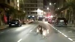 Una manada de jabales se pasea por las calles de Monforte