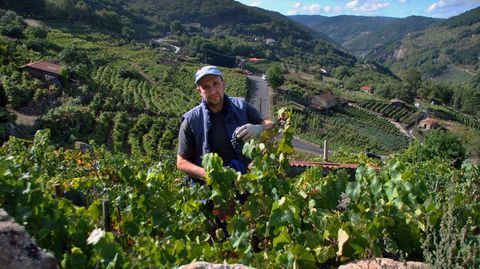 Antes de este fin de semana ya se habían recogido 2,6 millones de kilos de uvas en la Ribeira Sacra