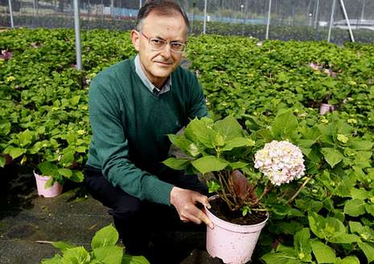 Tomiño patenta la hortensia que florece dos veces al año