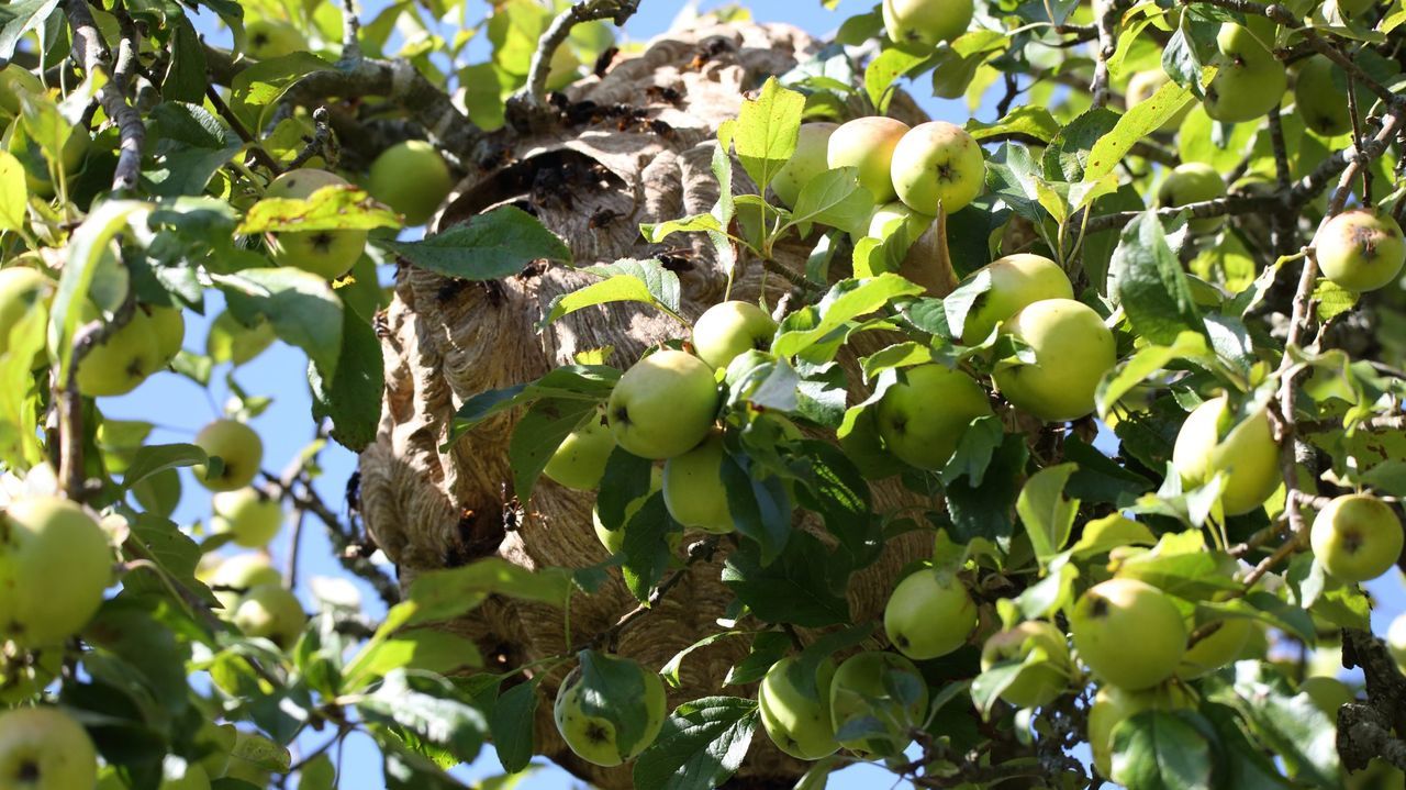 El número borrado que impide a Aymen, de 13 años, volver con su madre.El minifundio es característico de Galicia