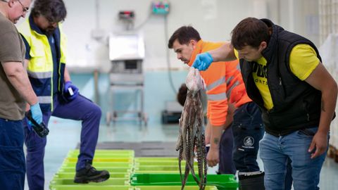 Subasta de pulpo días atrás, en Ribeira, principal puerto español por ventas del octópodo, junto a Vigo e Isla Cristina