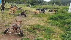 Fotografa difundida por la Guadia Civil en la que se ven algunos de los perros invlidos que viven en el refugio de O Saviao
