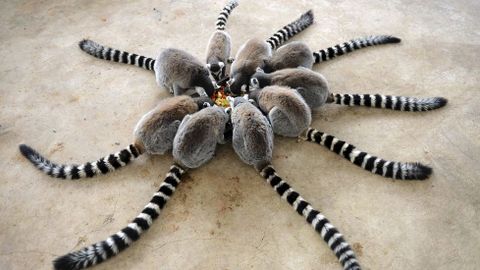 Lemures comiendo en el parque de Qingdao, en China.