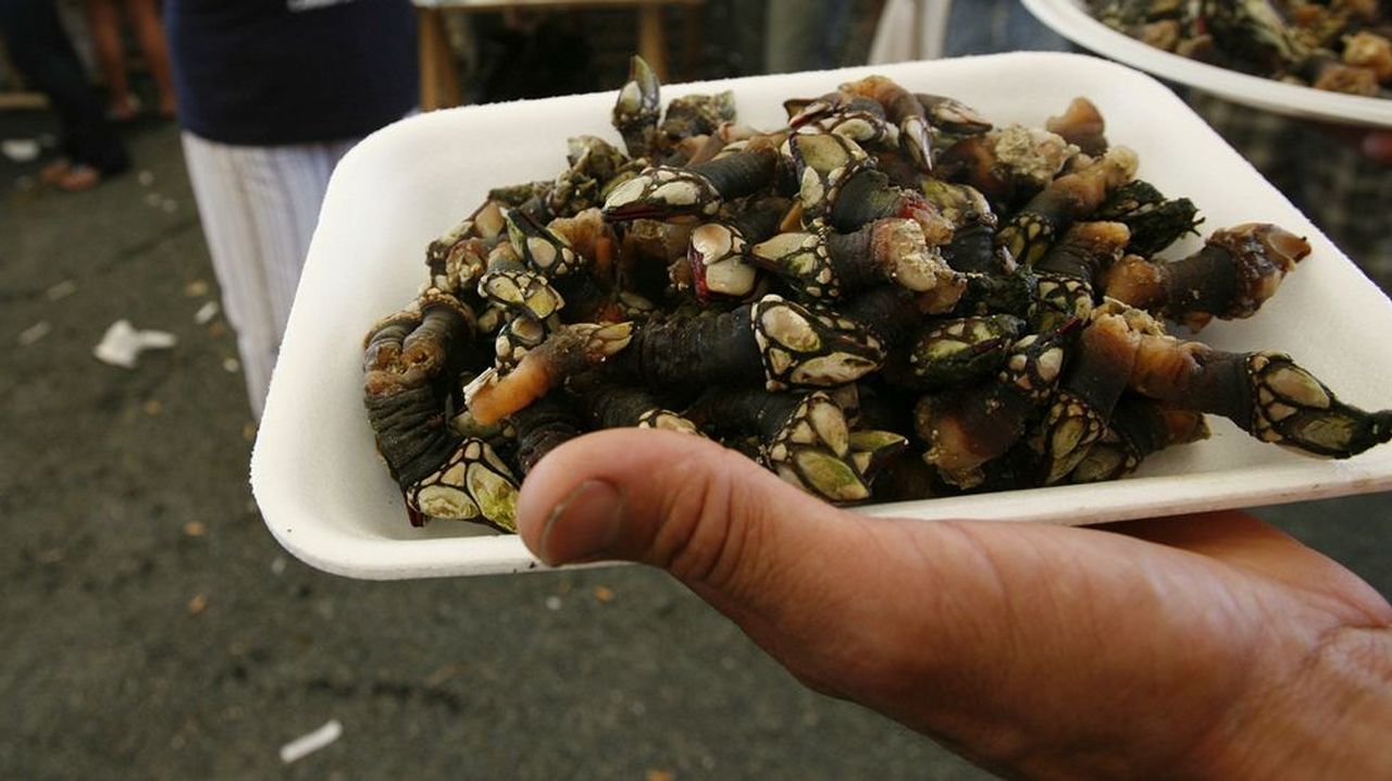 Percebes y colesterol