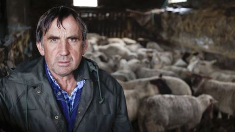 Un ganadero de Monterroso pierde 44 ovejas en un ataque del lobo