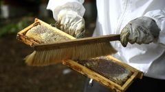 Imagen de archivo de recoleccin de miel en Laln.