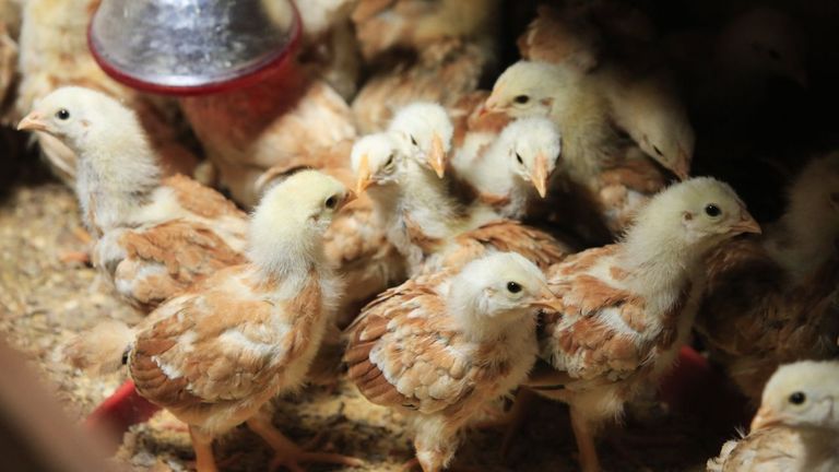 Declarado el segundo foco de gripe aviar en una explotación agrícola de Huelva
