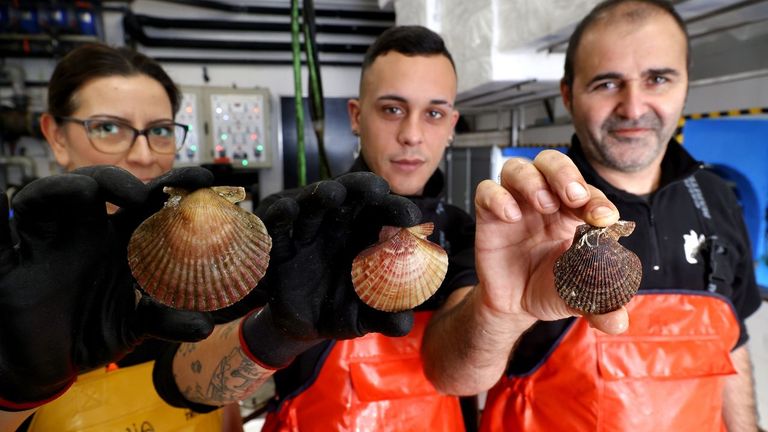 ¿Volandeira, zamburiña o vieira del Pacífico? Qué te ponen en el restaurante y qué pagas