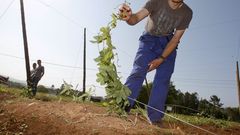Alumnos del Centro de Promocin Rural Fonteboa, de Coristanco, muestran una plantacin experimental de lpulo