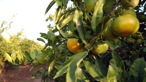 Mandarinas en un árbol de una plantación de cítricos española