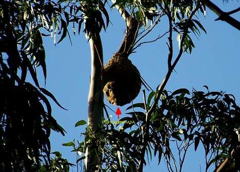 Los nidos de avispa velutina tambin se han localidado en los eucaliptos de la zona. 