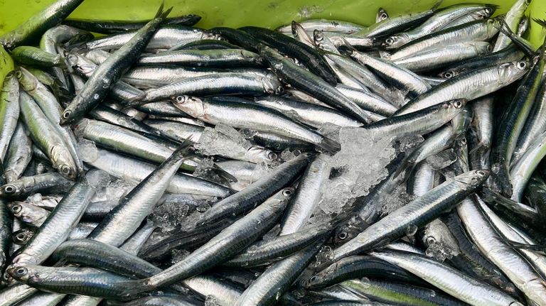 La lonja del Muro subasta 250 toneladas de pelágicos descargados por 41 cerqueros