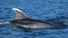 Íxaro, el arroaz de aleta blanca que Cemma identificó por primera vez en Galicia en el año 2000