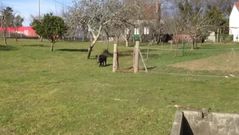 El animal fue sacrificado con un disparo