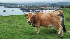 Una vaca sana de una explotación ganadera asturiana