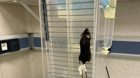 Ratones en la investigaci�n