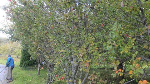 Recogida de manzanas en Ortigueira, en foto de archivo