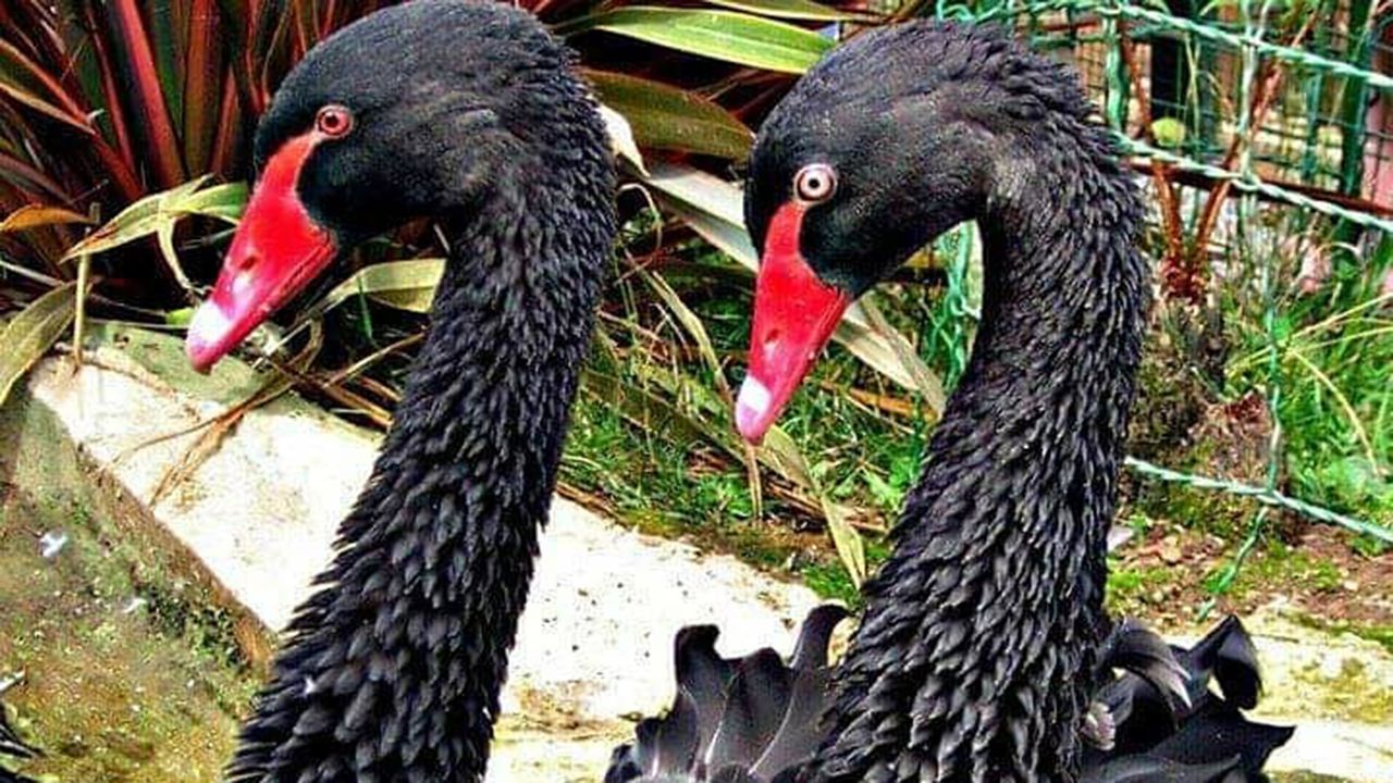 El salto de Yago Lamela que se convirti� en historia del deporte.Dos cisnes negros del zool�gico El Bosque de Oviedo