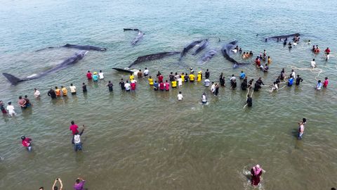 En la costa de Indonesia aparecieron nueve ballenas varadas. 