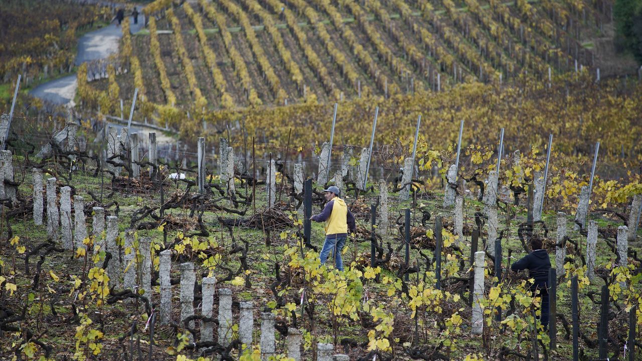 Siete vinos blancos de la D. O. Ribeiro, entre los 100 mejor valorados ...