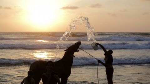 Un hombre lava a su caballo en una playa de Gaza