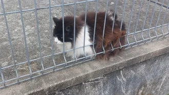 La gata Carolina en una imagen de archivo.