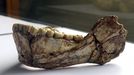 Mandíbula del fósil de Yebel Irhoud (Marruecos) que confirma el origen panafricano del «Homo sapiens»