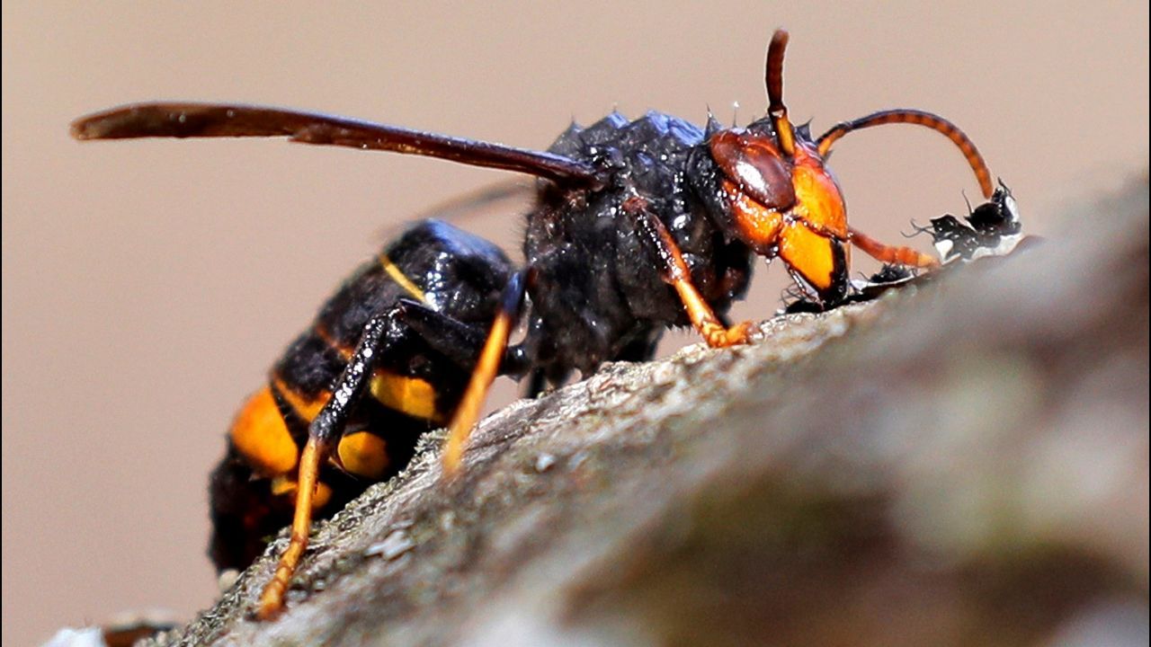 Una «vespa velutina», comunmente conocida como avispa asiatica