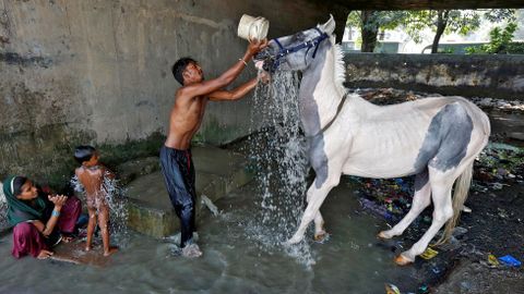 Un hombre lava a su caballo en la India. 