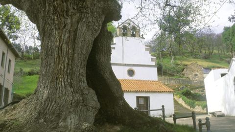 Carbayón de Lavandera