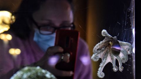 Pulpos criados en cautividad. Con denodado esfuerzo, los museos cientficos corueses fueron manteniendo su actividad a pesar de la pandemia. En el Aquarium Finisterrae se exhibieron pulpos criados en cautividad.