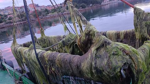 Retirada de algas de los bancos marisqueros de la ría de Pontevedra