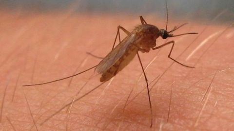 Mosquito del virus del Nilo Occidental
