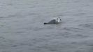 Un arroaz intenta mantener a flote a su cría muerta