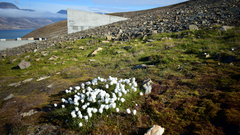 Una planta del &Aacute;rtico, el algod&oacute;n de las turberas (Eriophorum scheuchzeri), creciendo en los alrededores de la B&oacute;veda de Semillas de Svalbard