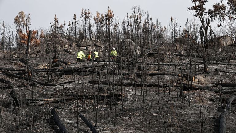 Los troncos de los árboles quemados en los incendios de Ourense se usarán para frenar la ceniza